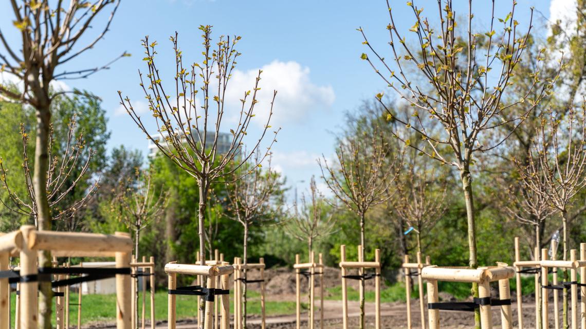 tree nursery JTRE